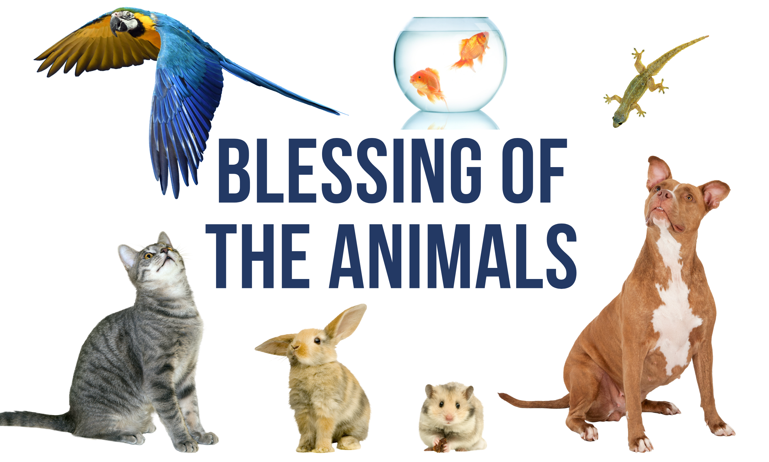 Blessing of the Animals